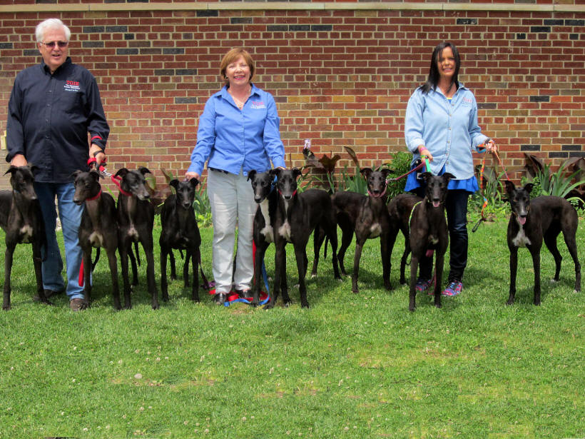 American Greyhound's 9 dogs 