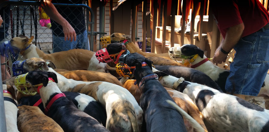 All the dogs in after the haul in Jeff's yard