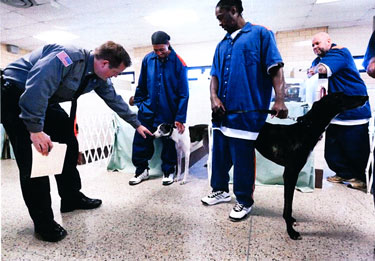 Inmate handlers and greyhounds interacting