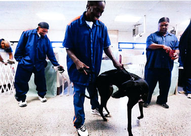 Inmate handlers and greyhounds interacting