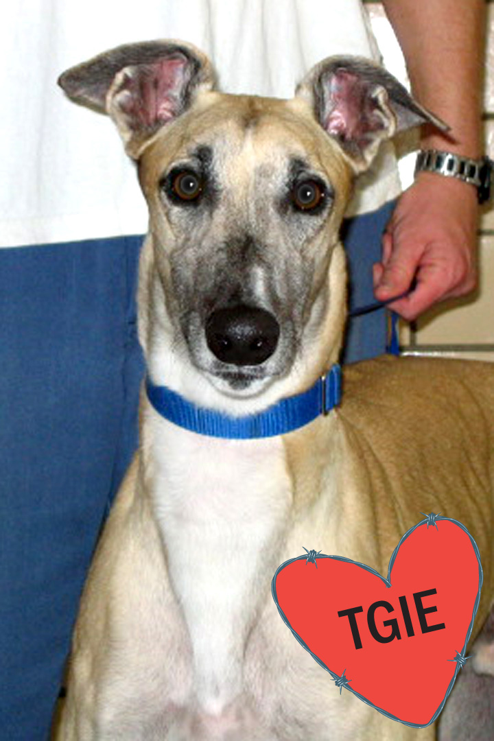 Calvin  a greyhound Robert trained.